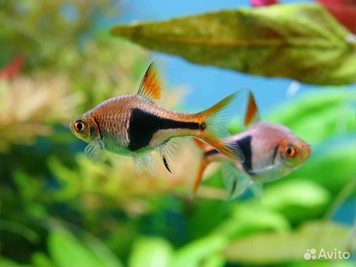 Аквариумные рыбки, аквариумы и оборудование