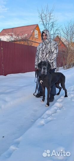 Передержка собак / Зоогостиница