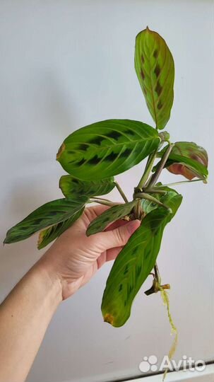 Маранта Триколор