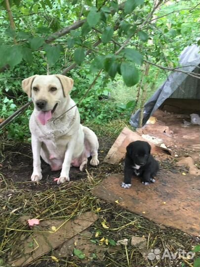 Собака в добрые руки щенок