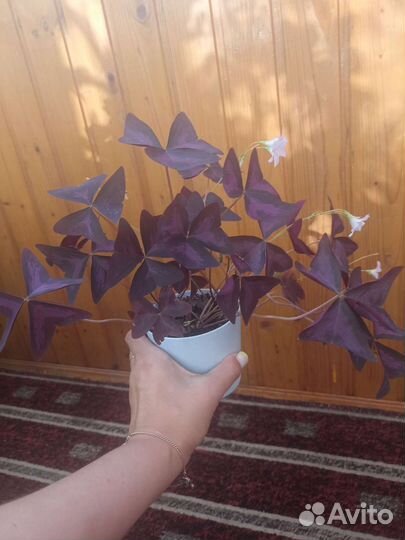 Кислица бабочка