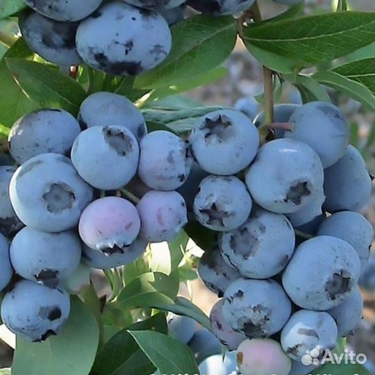 Саженцы голубики Дюк, Патриот в горшках