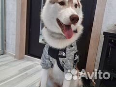 Дождевик для собаки