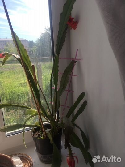 Зига кактус