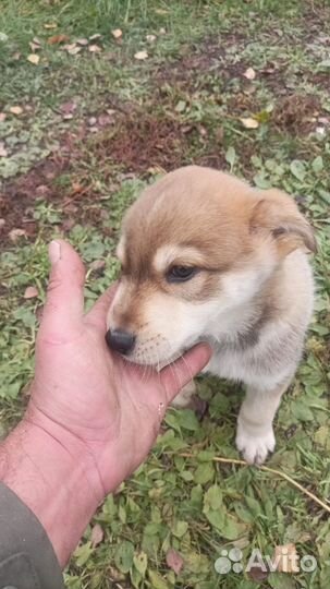 Щенок бесплатно