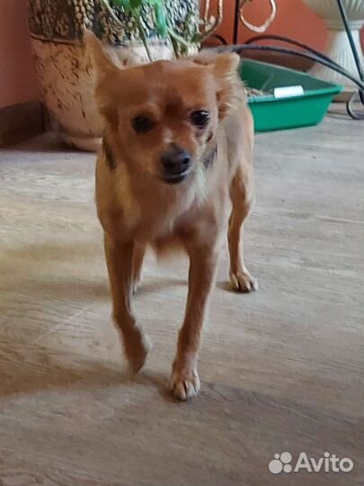 Той-терьер приглашает на вязку