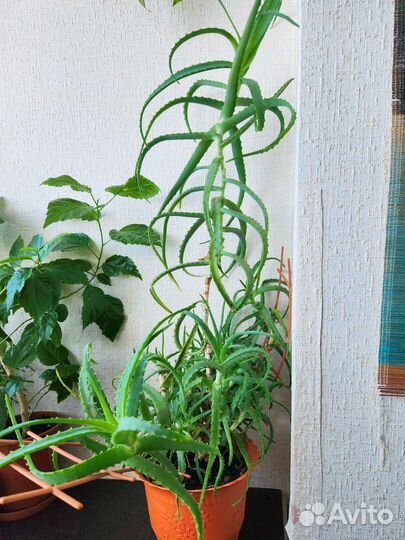 Комнатные цветы алоэ