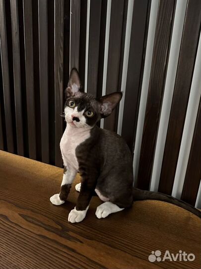 Девон-рекс котенок