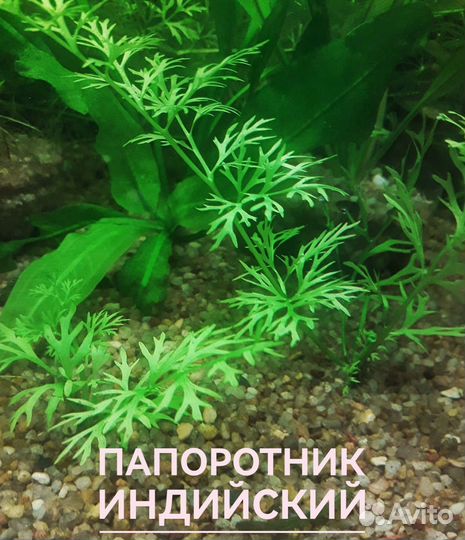 Аквариумные растения