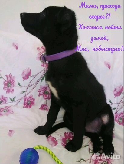 Щенок в добрые руки