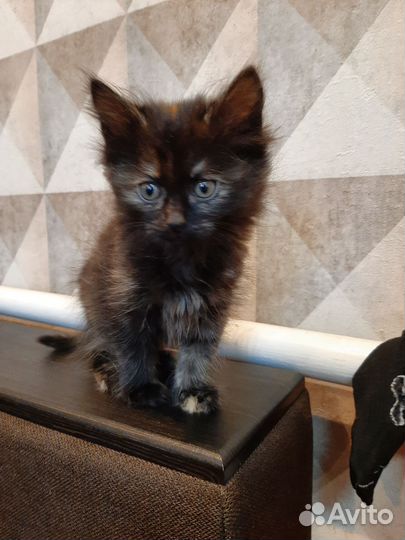 Котенок девочка