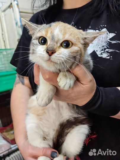 Кошка 4,5 месяца в добрые руки