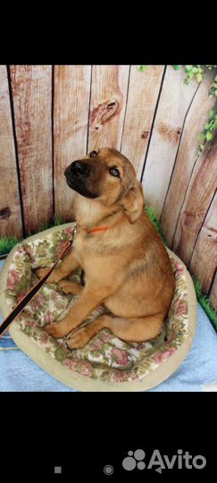 Рыжие собачки ищут дом