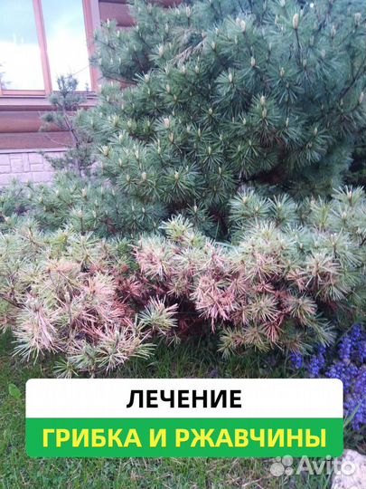 Лечение деревьев и растений от вредителей, грибков