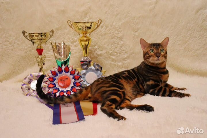 Бенгальский кот вязка