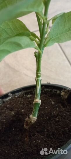 Лимонное дерево привитое