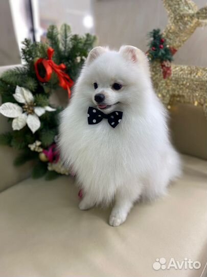 Белый померанский шпиц мальчик