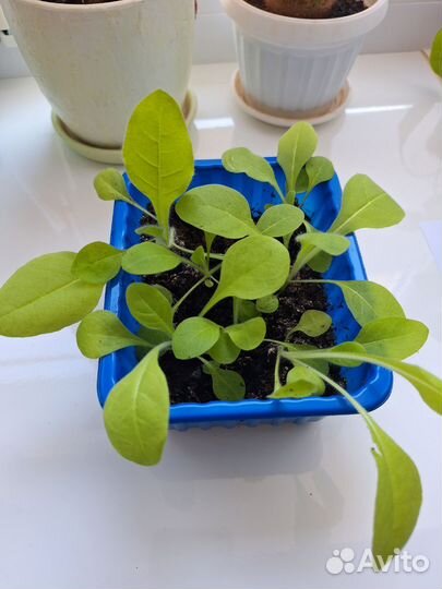 Рассада душистого табака