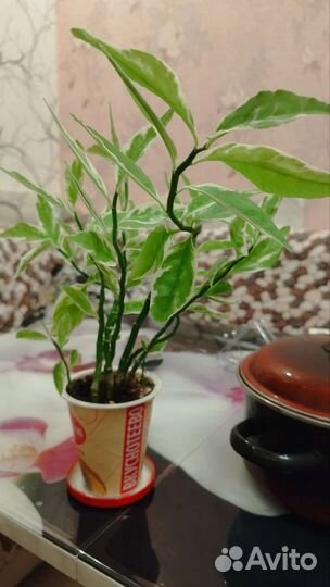 Педилантус комнатное растение