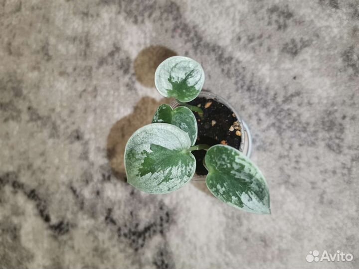 Сциндапсус и филодендрон