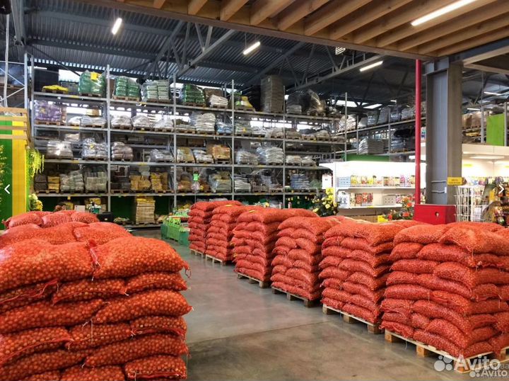 Лук севок оптом