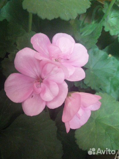 Ирисы многолетники