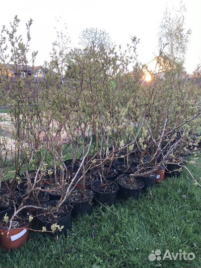 Голубика садовая саженцы