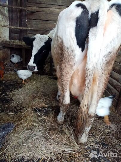 Домашние животные