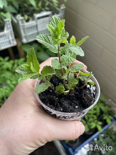 Мята сортовая гибридная