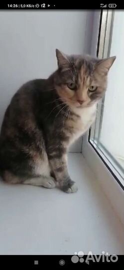 Кошка