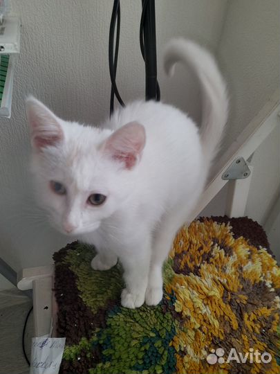 Кошечка ищет своего хозяина