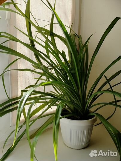 Хлорофитум