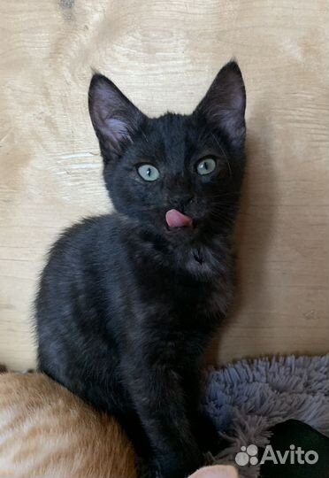 Котенок в добрые руки