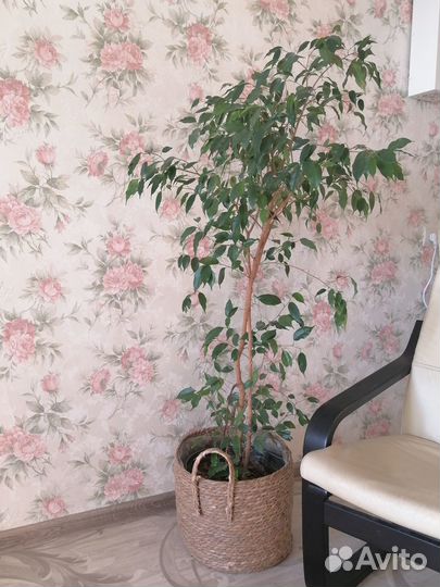 Фикус бенджамина