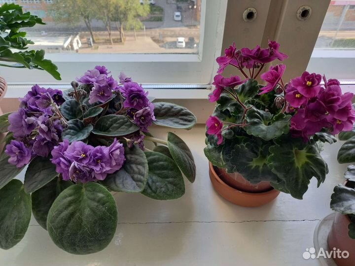 Сортовые фиалки