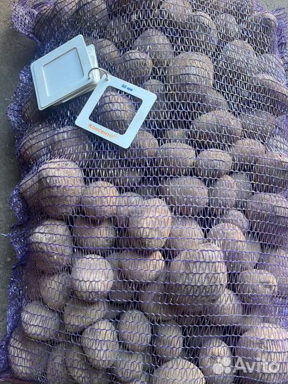 Картофель оптом от производителя