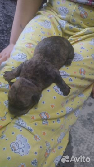 Щенки метисы