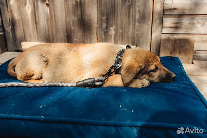 Щенки в дар