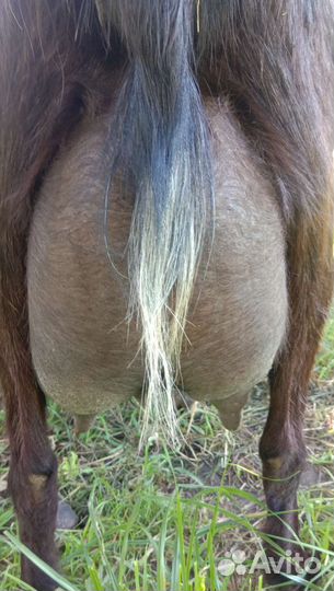 Козел англо нуб 91.козы дойные,нубийские козлята