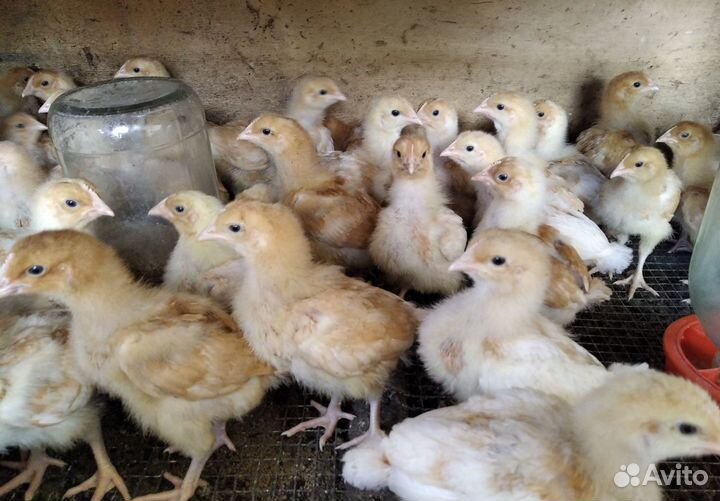 Цыплята, индюшата бшг, инкубационное яйцо