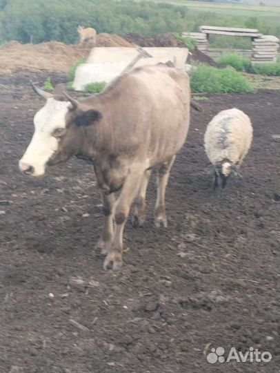 Корова с теленком