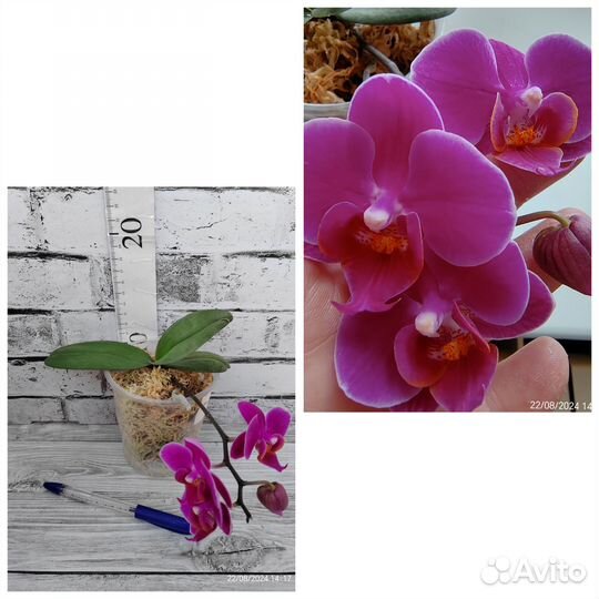 Фаленопсис (орхидея)