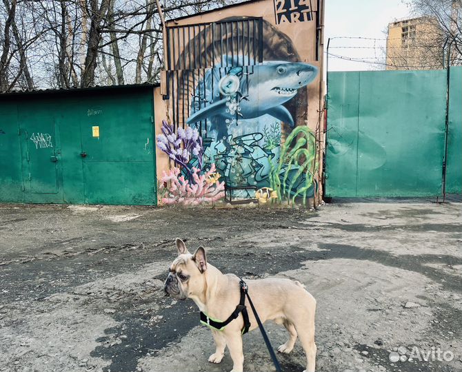 Вязка французский бульдог