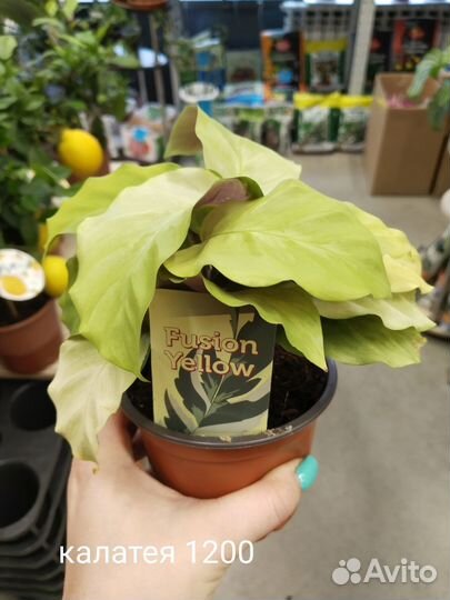 Комнатные растения