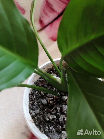 Спатифиллум