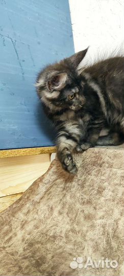 Мейн-кун девочки