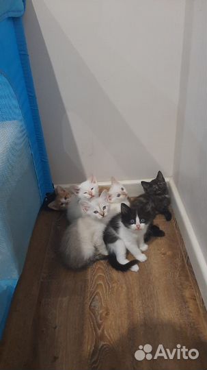 Котята в добрые руки