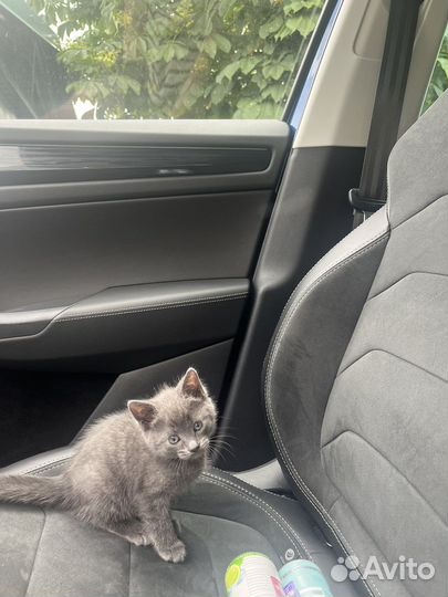 Котенок
