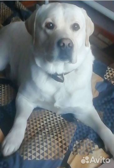 Кобель лабрадора вязка