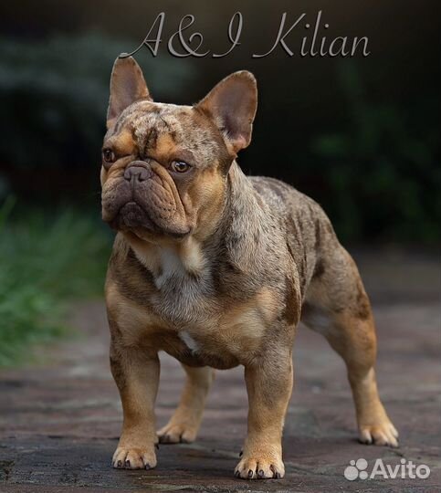 Кобели для вязок